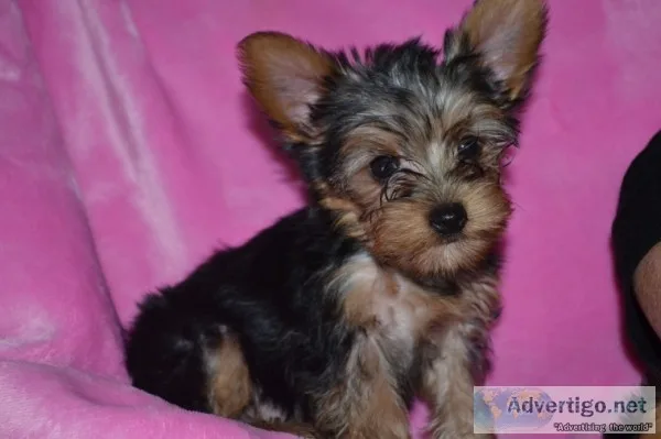 Super adorable male and female teacup yo