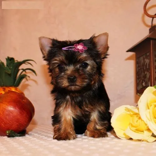 Male and female yorkie puppies