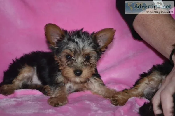Amazing lovely face yorkie puppies