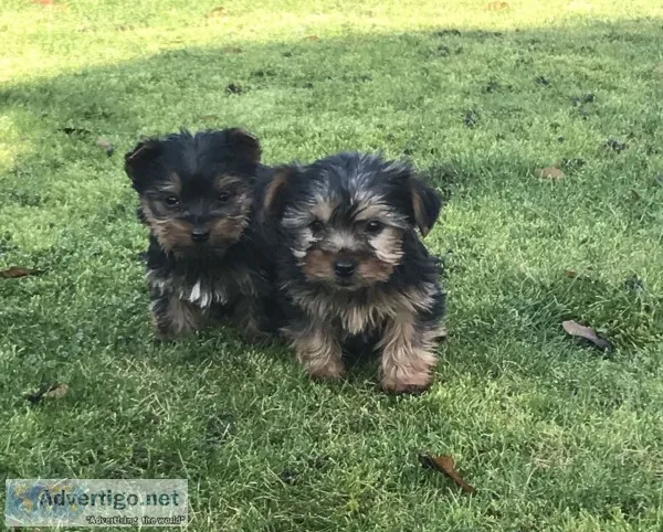 Yorkshire terrier puppies / now ready