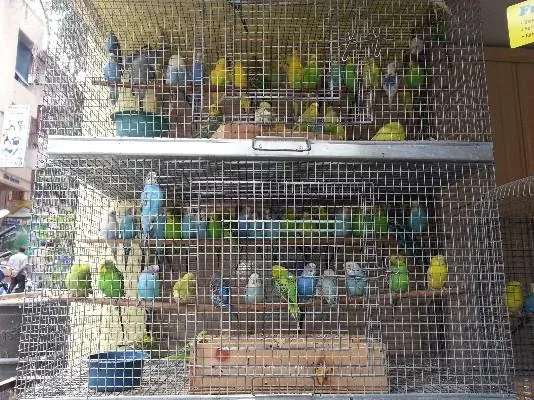 Birds and parrots for sale