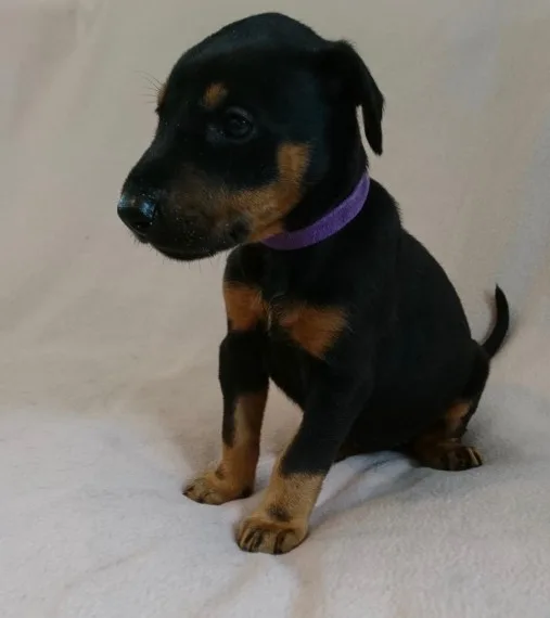 S quot;f dobermann pinscher puppies