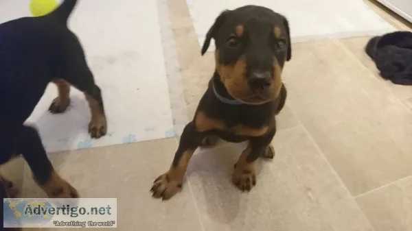 H quot;f dobermann pinscher puppies 