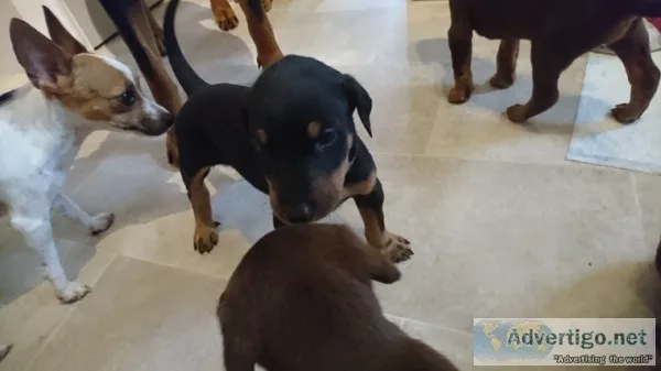 G quot;f dobermann pinscher puppies 