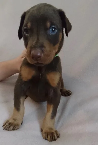 A quot;f dobermann pinscher puppies