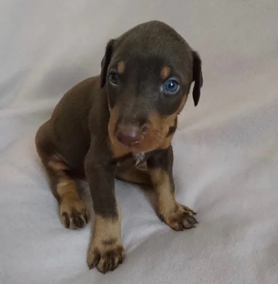 F quot;f dobermann pinscher puppies