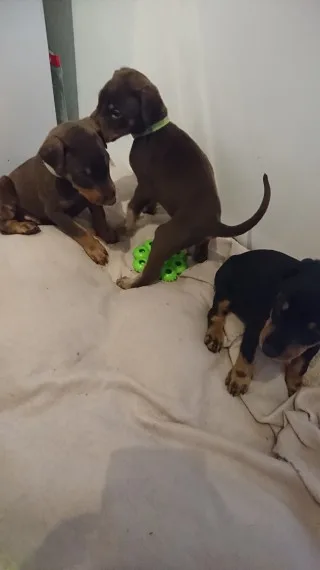K quot;f dobermann pinscher puppies