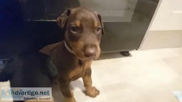 J quot;f dobermann pinscher puppies