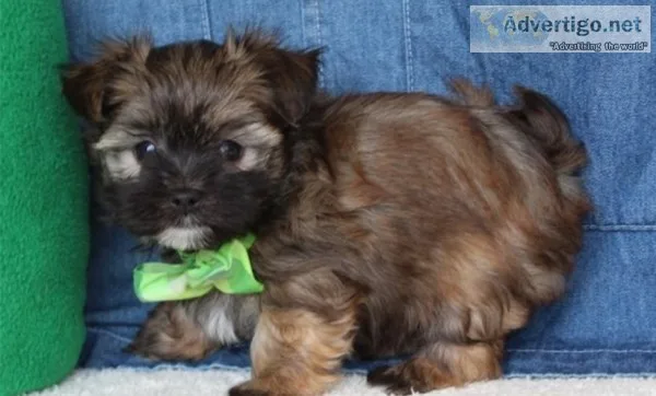Lklsdn four lovely morkies now to rehome