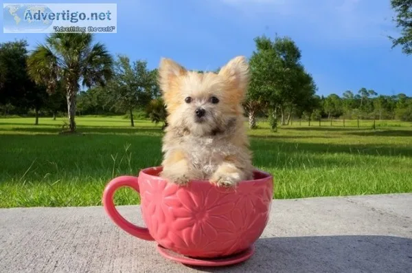 Jhgjfs cute morkie playmats ready