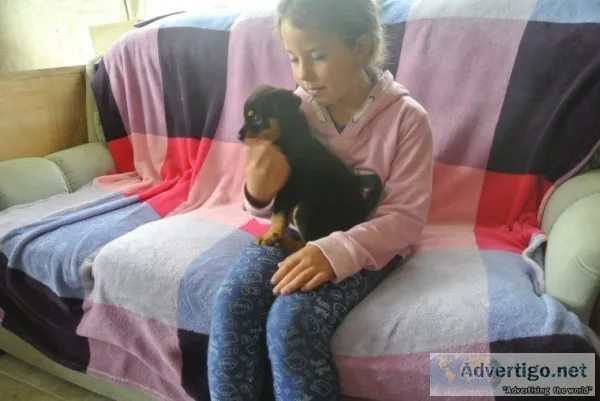 Rottweiler for sale