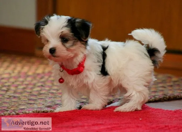 Lklsdn four lovely morkies now to rehome