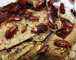 Bedbugs, termites, cockroaches, rats, mo