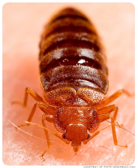 Bedbugs, termites, cockroaches, rats, mo