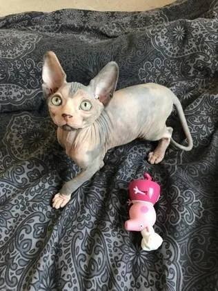 Active sphynx kittens for adoption
