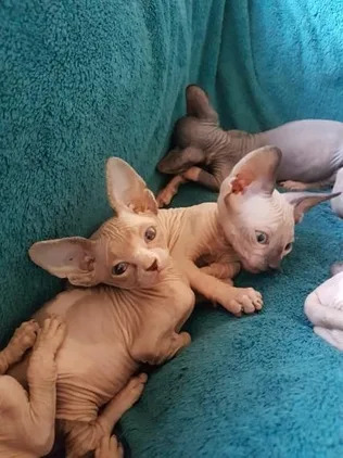 Charming sphynx for sale