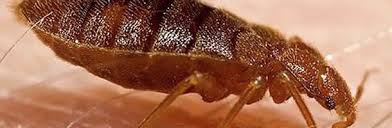 Bedbugs, termites, cockroaches, rats, mo