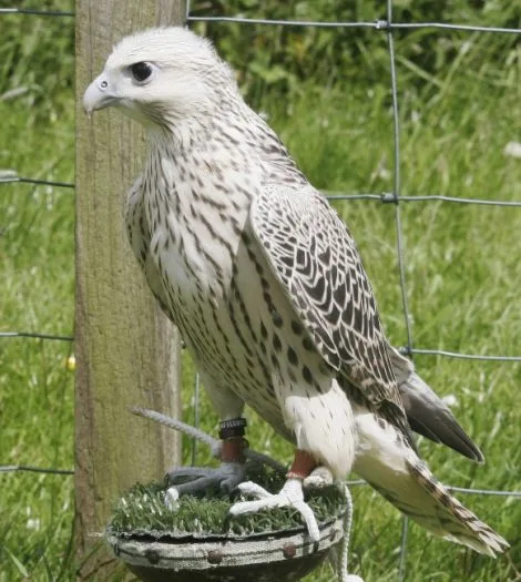 Female peregrine falcon