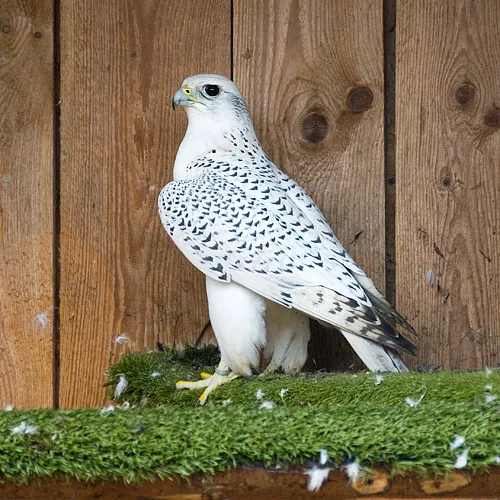Female peregrine falcon
