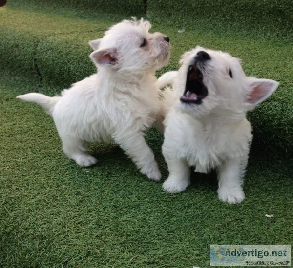 Tcg healthy white westies for sale