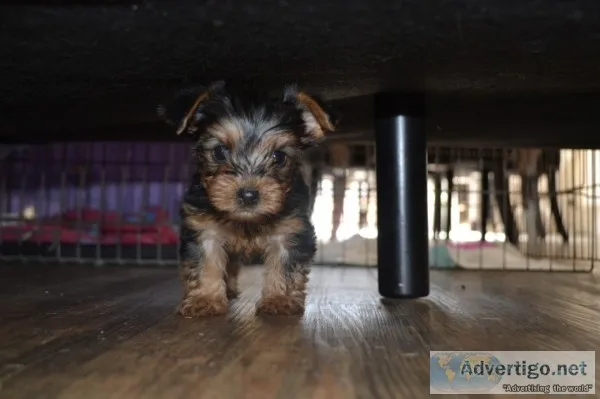 Small purebred teacup yorkie puppies