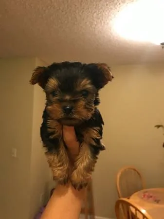 Super adorable yorkie puppies