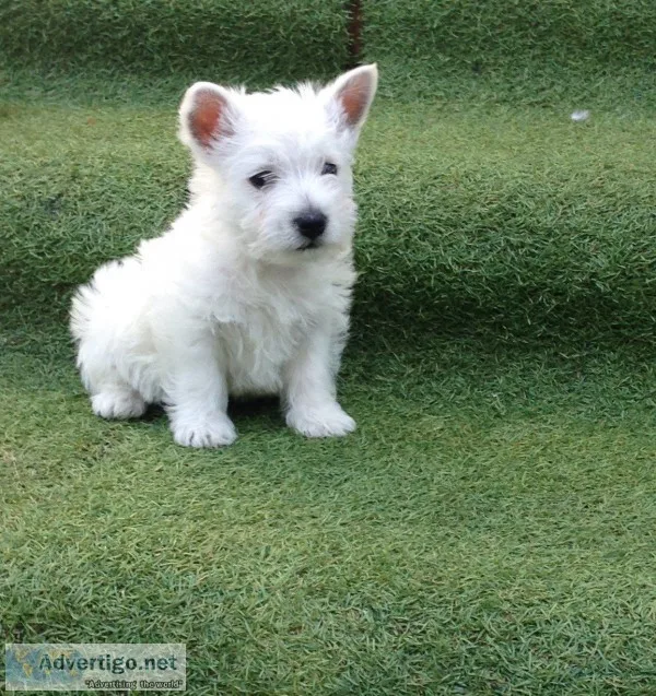 Jjk healthy white westies for sale
