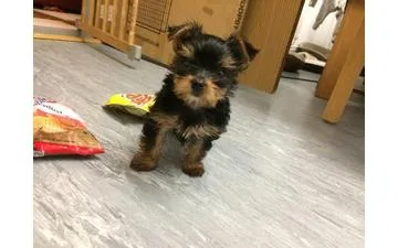 Magnificent male and female yorkie pups