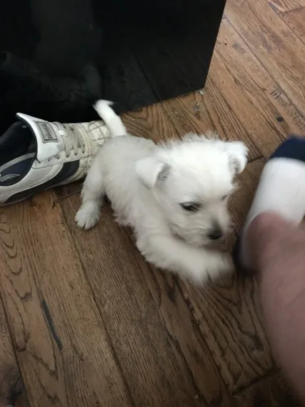 Ysm healthy white westies for sale