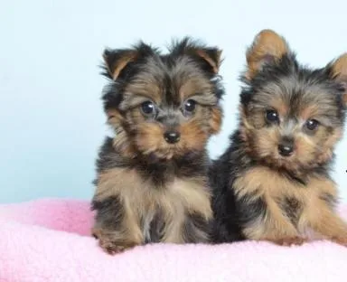 Marvelous yorkie puppies for sale