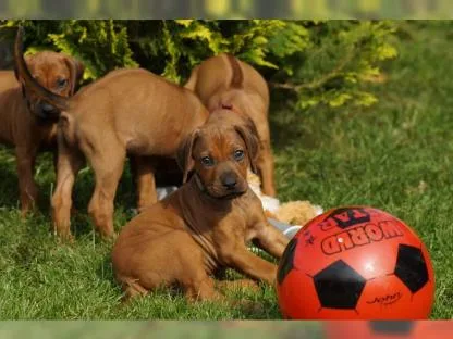 Spendid rhodesian ridgeback puppies for 