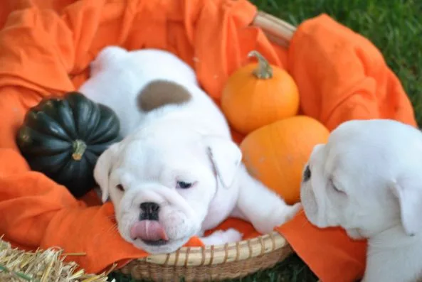Cute english bulldog puppies need a home