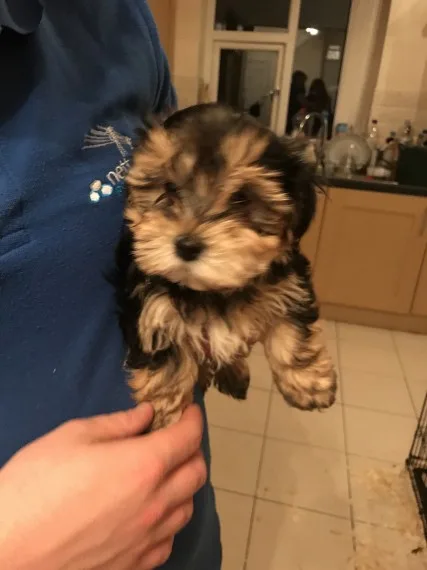 Three yorkie puppies ready for blessed 