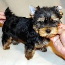 Proven yorkshire terrier for great homes