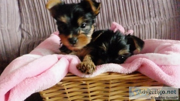 Aakc registered very small yorkie puppi