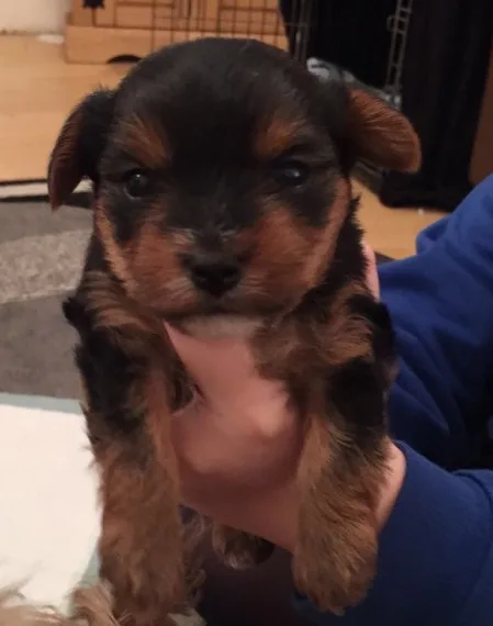 Ssstunning yorkies puppies for adoption