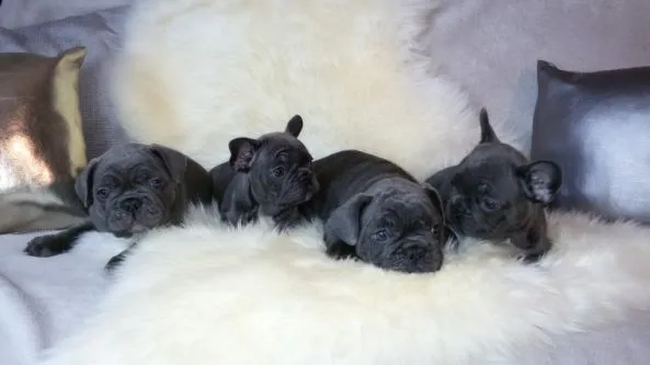 Female and male french bulldogs for pet 