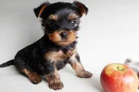 Show quality yorkie puppies for new home