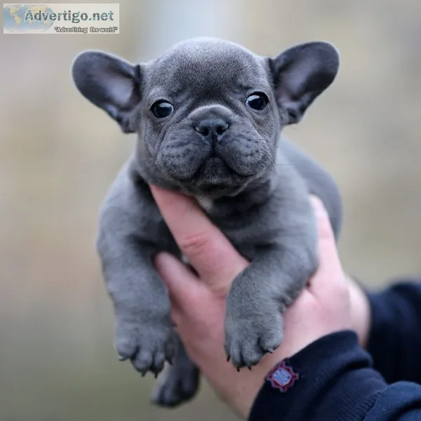 Aaadert frenchies puppies