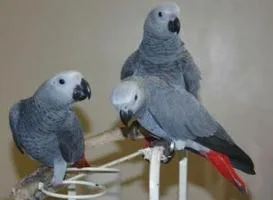 Best african grey parrots