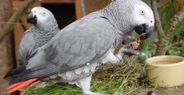 Nice beautiful african grey parrots