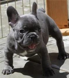 Aajjd frenchies male pups 