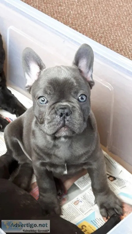 Afafgdh frenchies female puppies