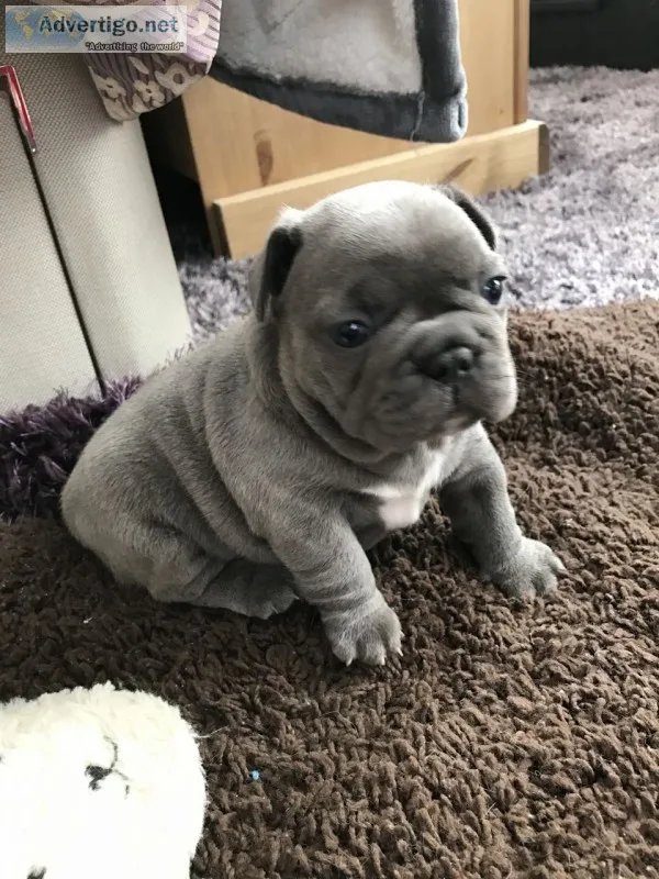 Aaqwet frenchies bulldog pups