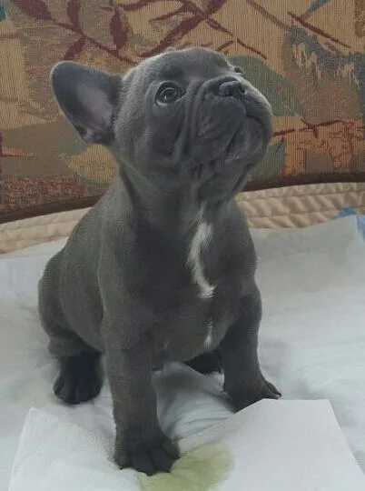 Affddhh frenchies male pups