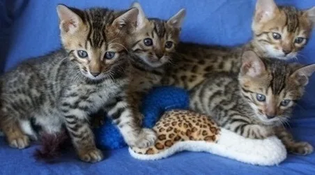 Tica/cfa bengal kittens