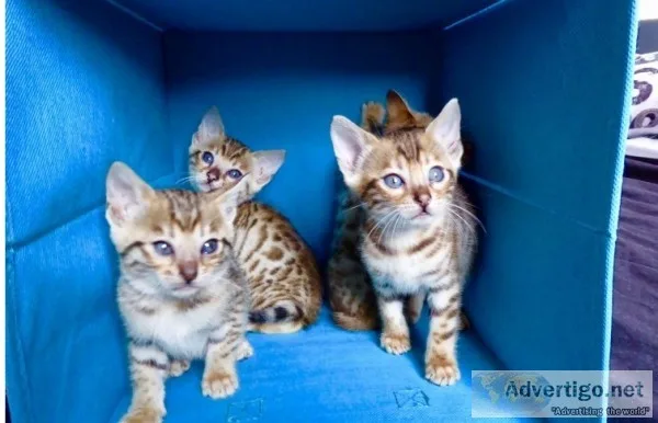 Register cfa bengal kittens