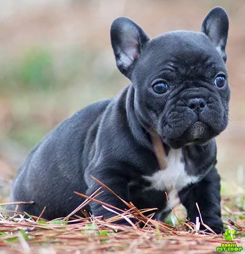 Aaga frenchies male pupps