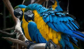 Blue and gold parrots sweetie pie
