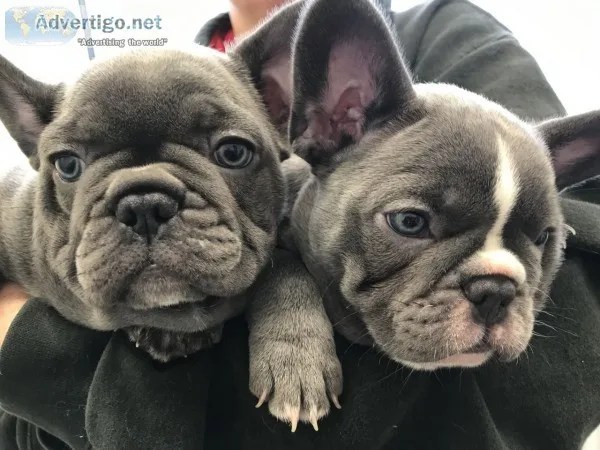 Aass frenchies bulldgog now
